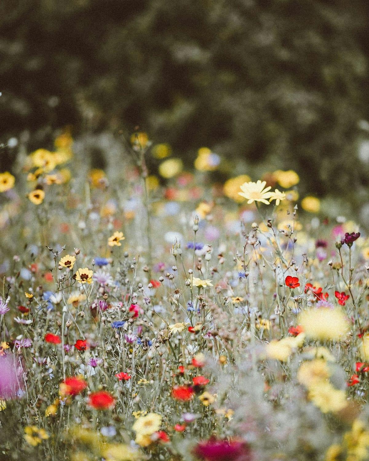 Bunte, insektenfreundliche Wildblumenwiese